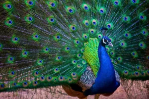 Indian Peacock,National Bird Of India