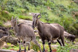 Nilgiri Tahr