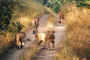 Asiatic Lions