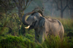 Indian Elephant