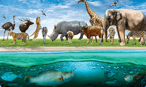 Wildlife Conservation
