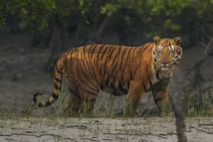 Royal Bengal Tiger, National Animal Of India