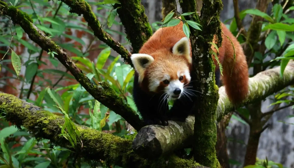 red-panda-expedition